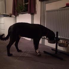 Blanding af racer Alex