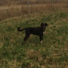 Blanding af racer Alex