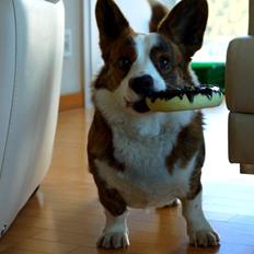Welsh corgi cardigan Smarties Indy ( Theodor )