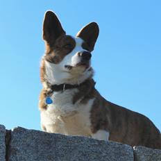 Welsh corgi cardigan Smarties Indy ( Theodor )