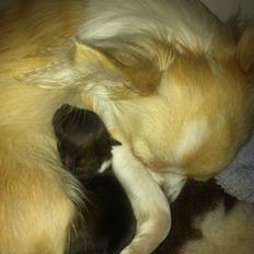 Chihuahua Al`Gisimo `s Adelita, Kaldenavn : Alma