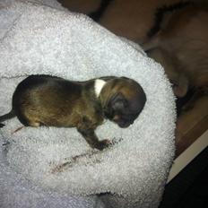 Chihuahua Al`Gisimo `s Adelita, Kaldenavn : Alma