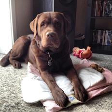 Labrador retriever Baloo