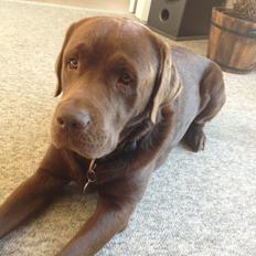 Labrador retriever Baloo