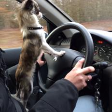 Chihuahua Pepsi