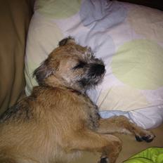 Border terrier fabi