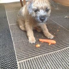 Border terrier fabi