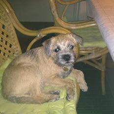 Border terrier fabi