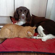 Kleiner münsterländer java