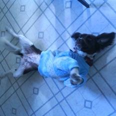 Kleiner münsterländer java