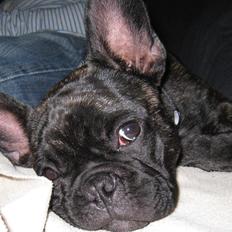 Fransk bulldog Kato Yasyo`s Chryse Ejner