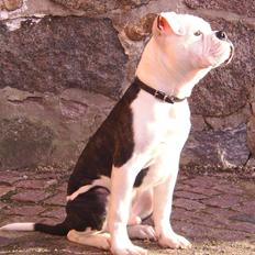 Olde english bulldogge AlCapone Morgan