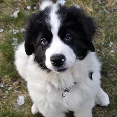 Landseer Landseergaardens Fancy Little Floyd "Nunu"