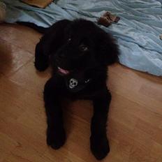 Blanding af racer Loke