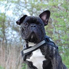 Fransk bulldog Wilma