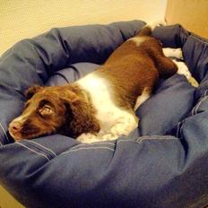 Kleiner münsterländer Sif (Hulbæks Jill)