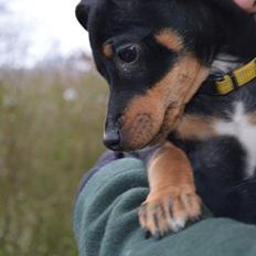 Blanding af racer Lilly