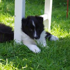 Shetland sheepdog Diva
