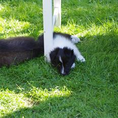 Shetland sheepdog Diva