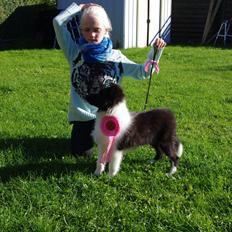 Shetland sheepdog Diva