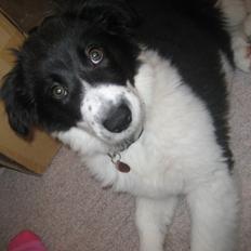 Border collie Taylor
