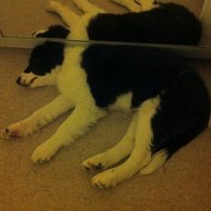 Border collie Taylor