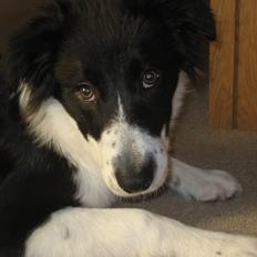 Border collie Taylor