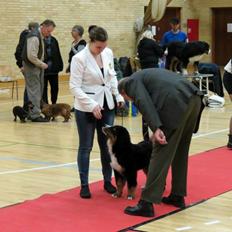 Berner sennenhund Pa-Di Sinclair's Navajo