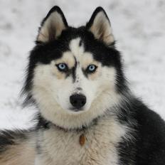 Siberian husky Einstein