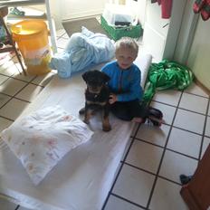 Rottweiler Sherlock aka Rulle
