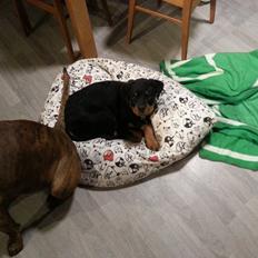Rottweiler Sherlock aka Rulle