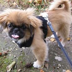 Pekingeser Django