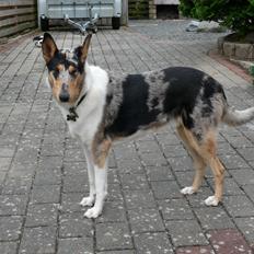 Collie korthåret Bluie RIP