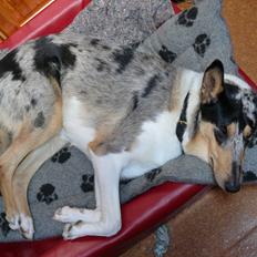 Collie korthåret Bluie RIP