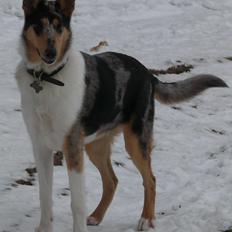 Collie korthåret Bluie RIP