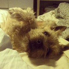 Cairn terrier Holly