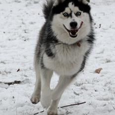 Siberian husky Einstein