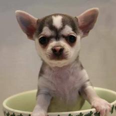 Chihuahua High Fly Zumo Last One