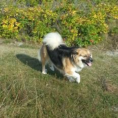 Islandsk fårehund Mollie