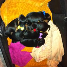 Yorkshire terrier Pinky