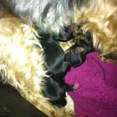 Yorkshire terrier Pinky