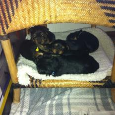 Yorkshire terrier Pinky