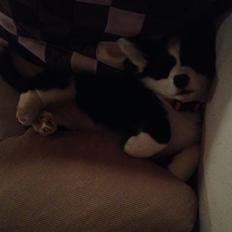 Welsh corgi cardigan Luna