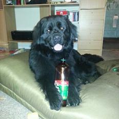 Newfoundlænder The rhythm of the night 