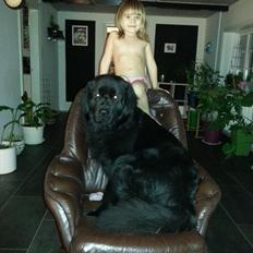 Newfoundlænder The rhythm of the night 