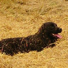 Newfoundlænder The rhythm of the night 