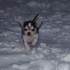 Chihuahua High Fly Zumo Last One