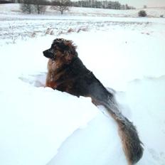 Blanding af racer Valter