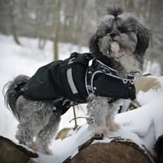 Blanding af racer Bianca R.I.P 4. februar 2014