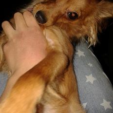 Blanding af racer Coco ( kaldt Gøje)